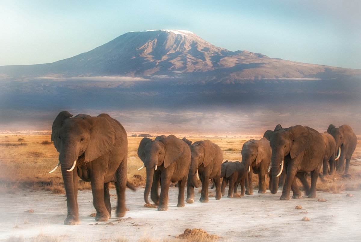 Elephants crossing Amboseli with Mount Kilimanjaro behind them