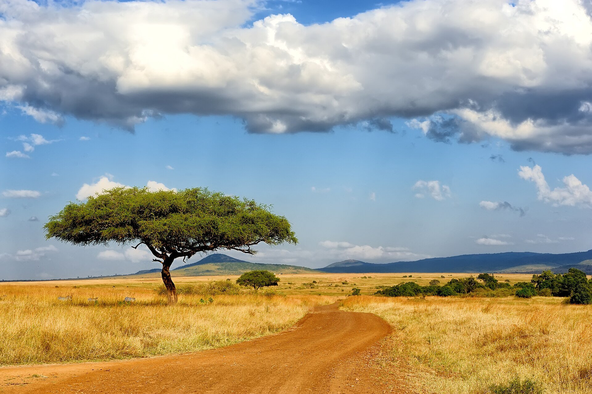 Acacia tree and open grasslands in the Maasai Mara
